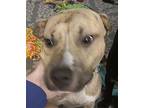 Bubs, American Pit Bull Terrier For Adoption In Germantown, Ohio
