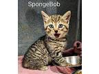 SpongeBob Domestic Shorthair Kitten Male