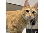 Porsche *bonded With Evo*, Domestic Shorthair For Adoption In Sheboygan