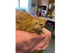 Jasmin, Domestic Shorthair For Adoption In Barron, Wisconsin