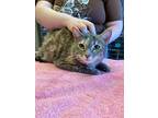 Peony, Domestic Mediumhair For Adoption In Barron, Wisconsin