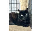 Velvet, Domestic Shorthair For Adoption In Fernandina Beach, Florida