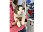 Koda - Bonded With Kai, Domestic Shorthair For Adoption In Voorhees, New Jersey
