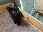 Cookie, Domestic Shorthair For Adoption In Carmichael, California