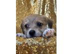 Tory Burch, Terrier (unknown Type, Small) For Adoption In La Habra, California