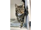 Luna, Domestic Shorthair For Adoption In Prince George, British Columbia