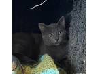 Grey, Domestic Shorthair For Adoption In Prince George, British Columbia