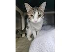 Ellie, Domestic Shorthair For Adoption In Prince George, British Columbia