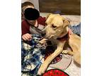 Buddy (lab/shar Pei), Labrador Retriever For Adoption In Lynnwood, Washington