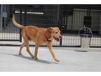 Howard, American Pit Bull Terrier For Adoption In Smithfield, North Carolina