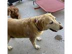 Marjorie, Labrador Retriever For Adoption In San Diego, California