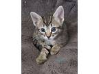 Willoughby, Domestic Shorthair For Adoption In Green Valley, Arizona