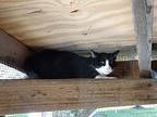 Addy, Domestic Shorthair For Adoption In Crystal Lake, Illinois
