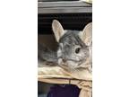 Winter, Chinchilla For Adoption In Nashua, New Hampshire