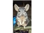 Wendall, Chinchilla For Adoption In Nashua, New Hampshire