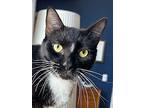 Dominic, Domestic Shorthair For Adoption In Cleveland, Ohio