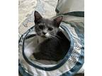 Meredith Grey, Domestic Shorthair For Adoption In Whitehall, Pennsylvania