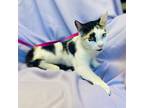 Katie, Calico For Adoption In Rowland Heights, California