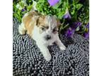Shih-Poo Puppy for sale in Fort Scott, KS, USA