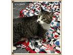 Kyloren, Domestic Shorthair For Adoption In Orangeville, Ontario