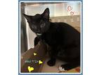 Martin(fta), Domestic Shorthair For Adoption In Orangeville, Ontario