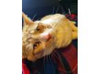 Simba, Domestic Mediumhair For Adoption In Guelph, Ontario