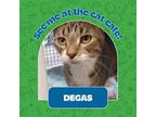 Degas, Domestic Shorthair For Adoption In Eau Claire, Wisconsin