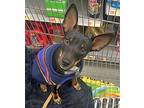 Rexx Nj, Manchester Terrier For Adoption In Rockaway, New Jersey
