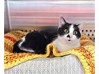 Annie - $30 Adoption Fee And Free Gift Bag, American Shorthair For Adoption In
