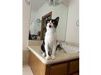 Oreo, Domestic Shorthair For Adoption In Fort Collins, Colorado