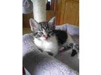 Vienna, Domestic Shorthair For Adoption In Fort Collins, Colorado