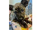 Chloe, American Pit Bull Terrier For Adoption In Shreveport, Louisiana