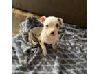 Olde Bulldog Puppy for sale in Kansas City, MO, USA