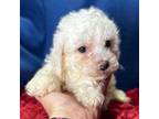 Lhasa Apso Puppy for sale in Buffalo, MO, USA