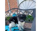 Australian Cattle Dog Puppy for sale in Greenwood, WI, USA