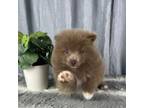 Pomeranian Puppy for sale in Greenwood, IN, USA