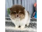 Pomeranian Puppy for sale in Greenwood, IN, USA