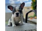 French Bulldog Puppy for sale in Villa Park, IL, USA
