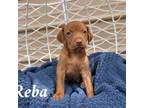 Vizsla Puppy for sale in Dugspur, VA, USA