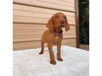 Vizsla Puppy for sale in Dugspur, VA, USA