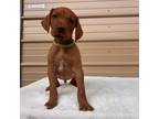 Vizsla Puppy for sale in Dugspur, VA, USA