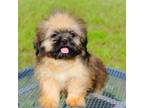 Shih Tzu Puppy for sale in Kansas City, MO, USA