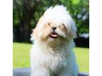 Shih Tzu Puppy for sale in Kansas City, MO, USA
