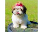 Shih Tzu Puppy for sale in Kansas City, MO, USA