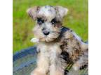Schnauzer (Miniature) Puppy for sale in Kansas City, MO, USA