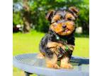 Yorkshire Terrier Puppy for sale in Kansas City, MO, USA