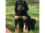 Mutt Puppy for sale in Wauseon, OH, USA