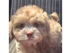 Shih-Poo Puppy for sale in Rockford, IL, USA