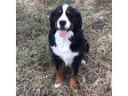 Bernese Mountain Dog Puppy for sale in Dalton, OH, USA