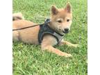 Shiba Inu Puppy for sale in Seymour, MO, USA